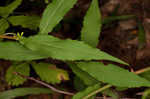 Wreath goldenrod